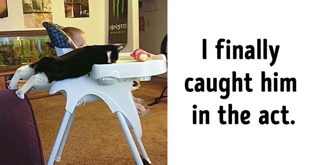 20 Naughty Pets Who Look So Excited About Their Crimes, It’s Hard to Be Angry With Them