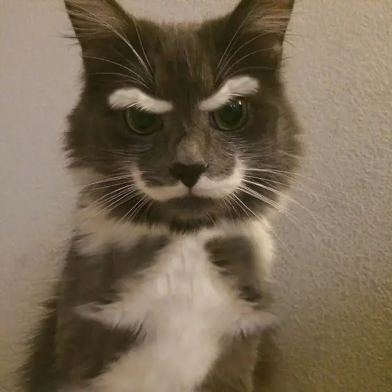 21 Internet Famous Cats With The Most Memorable Markings - There is no doubt about it: cats rule the internet. You can’t even log onto the internet without being inundated with cute cat pictures and funny cat videos these days!
