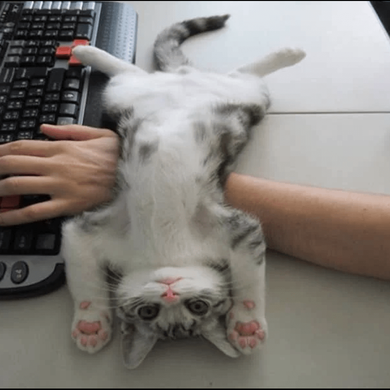 15+ Cats That Don’t Understand The Meaning of Personal Space - Are there any limits to how much our cats demand both our attention and expect us to do whatever that pleases them?