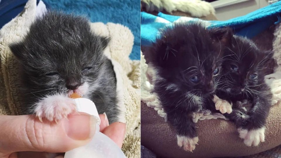 Newborn Kittens Found In Bin Bag Are One Step Closer To Their Forever Home