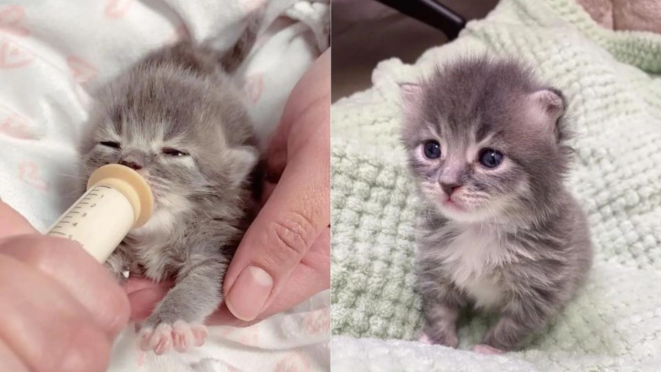 Newborn Kitten Holds Onto Hands That Helped Her And Won’t Let Go