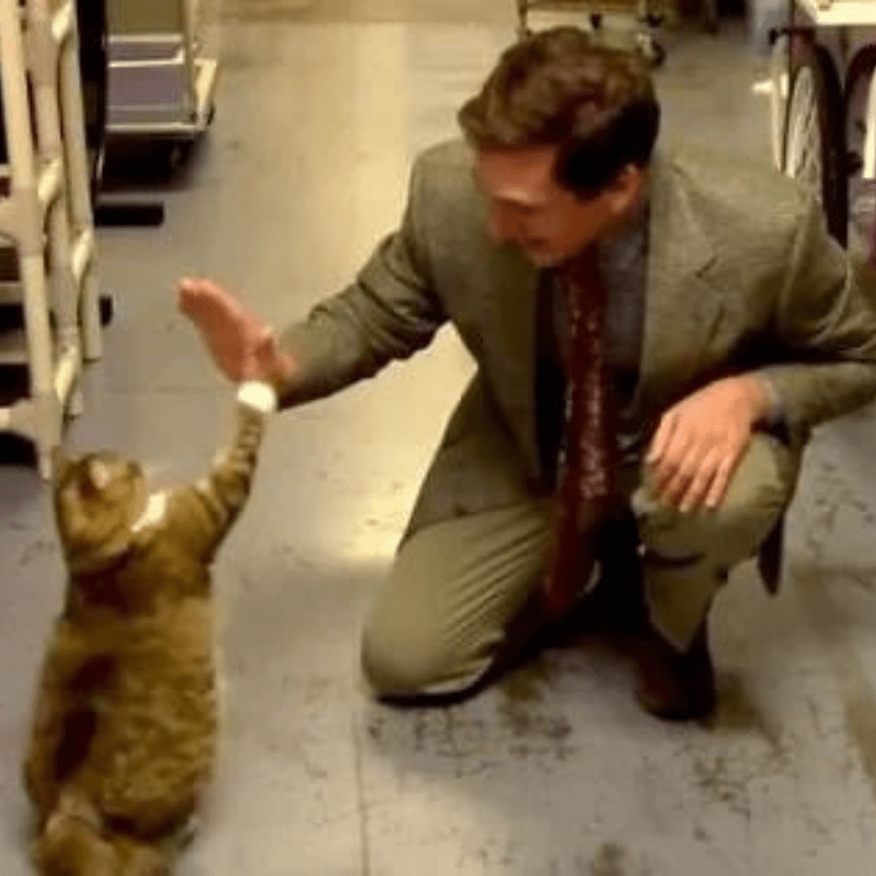 Animal Shelter Creates Hilarious Low-Budget Cat Commercial, It Goes Viral Beyond Their Expectations