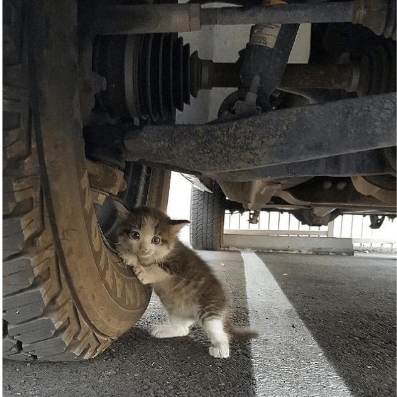 Awwwww! Touching Moment Man Found Petrified Kitten Hiding Under a Truck, This is the heartwarming moment a five-week-old kitten was found