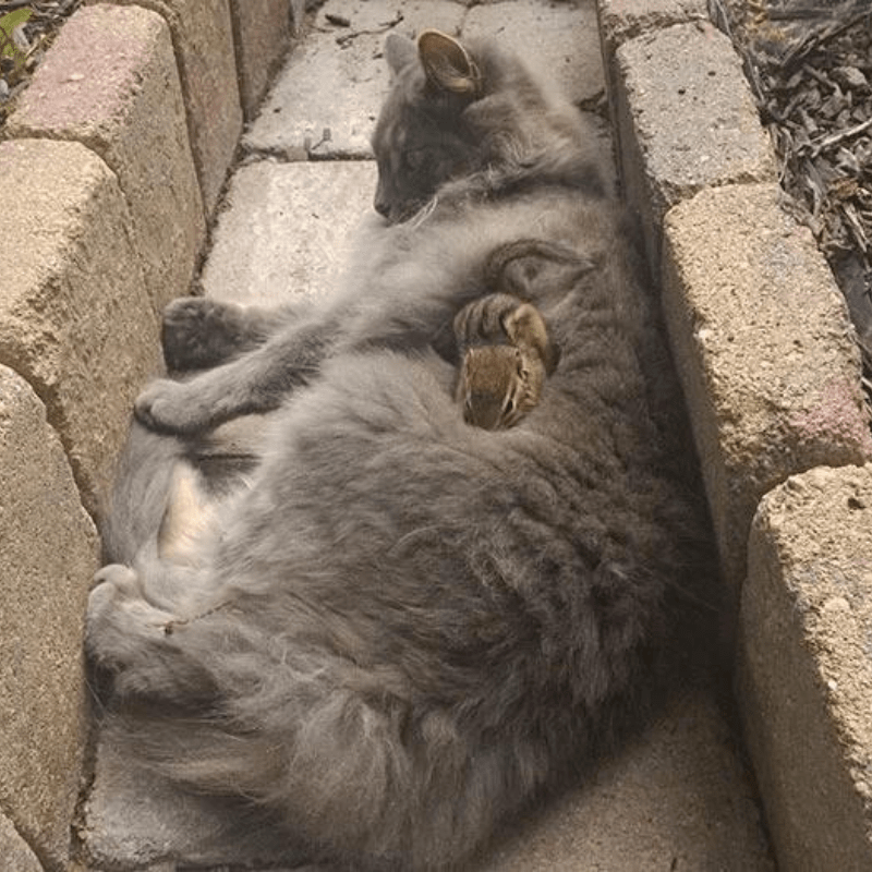 Cat Becomes Friends With A Chipmunk, Won’t Stop Cuddling! It’s quite hard to resist the kitty fluff and this chipmunk knows it. The brave tiny creature discovered a furry kitten sunbathing in the backyard of a Reddit user named