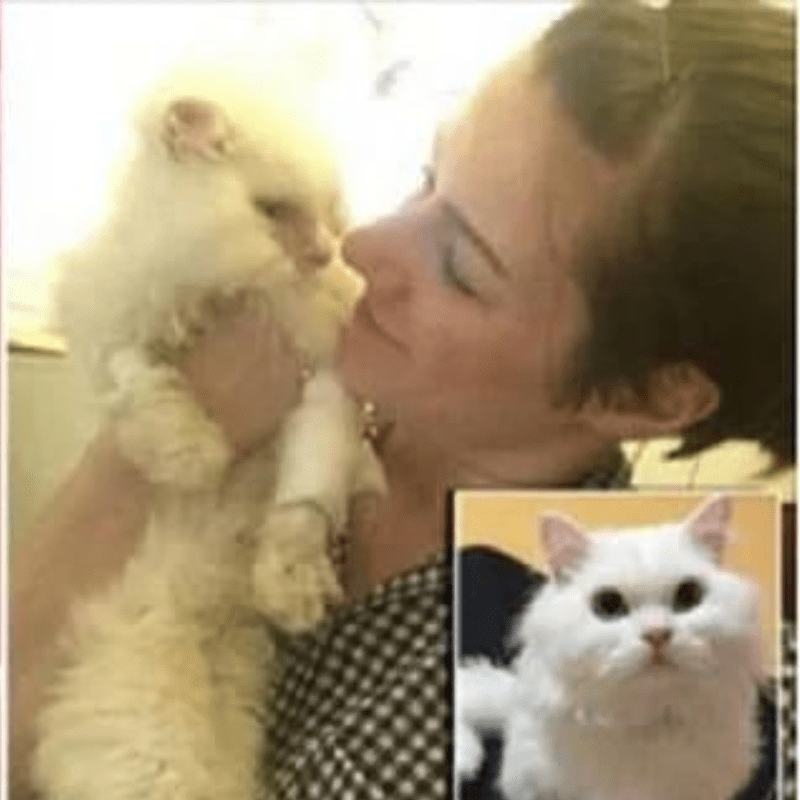 After Being Deemed ‘Unadoptable, Jon Snow the Cat Now Lives a Happy Life! A furry feline that had once been deemed now has a forever home and a new life, thanks to one woman’s act of kindness