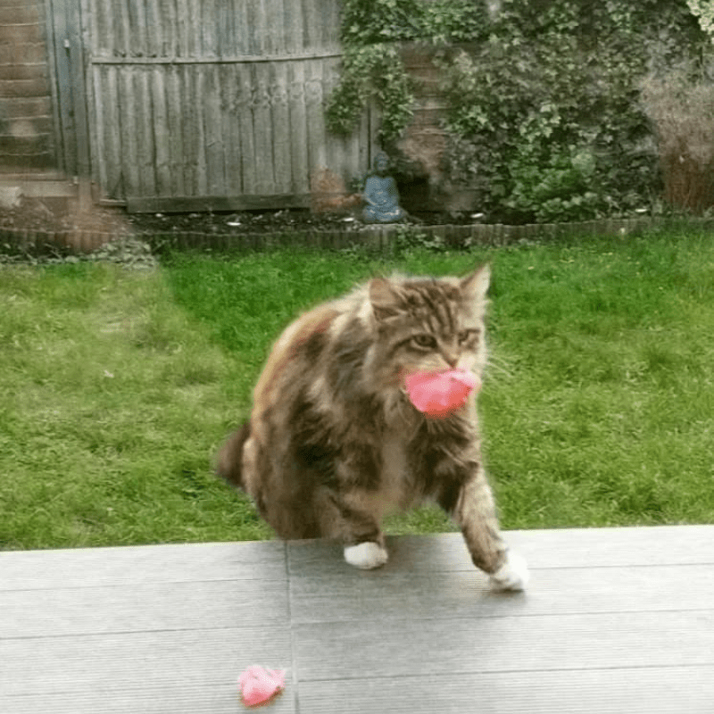 Cat Brings Flowers to Neighbors From Her Garden Regularly Since Spring, Don’t we all love getting flowers from a secret admirer? This kind of attention is a great way of showing admiration for someone