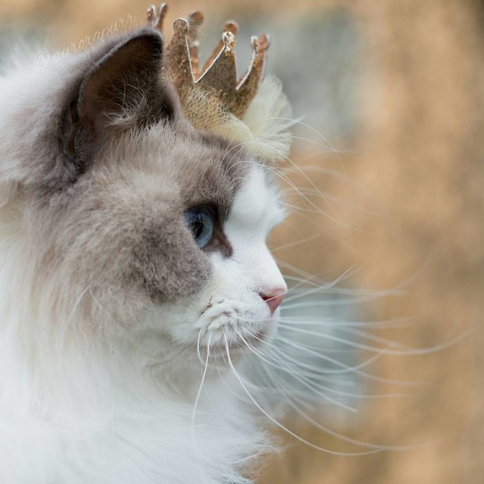 Aurora: Reigning in Delight – Meet Your New Furry Monarch