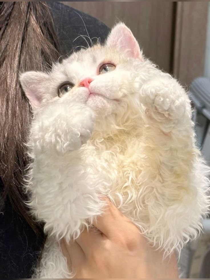 Meeting Lisa: The Adorably Curly-Coated Cat Princess, a Tale of Charm and Elegance
