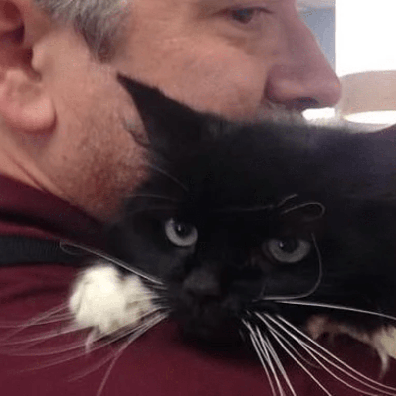 18 Year Old Cat Dropped Off Outside Shelter with Sad Note - When the staff members arrived in the morning, they found the cat in a crate and immediately went on a mission to help her find a new home.