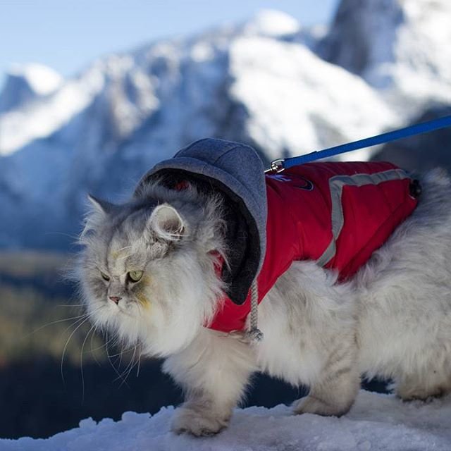 Gandalf’s Epic Adventures: Fearless Feline Travel Companion