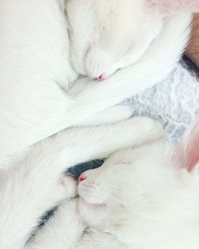 Unveiling the World’s Most Stunning Pair of Feline Twins