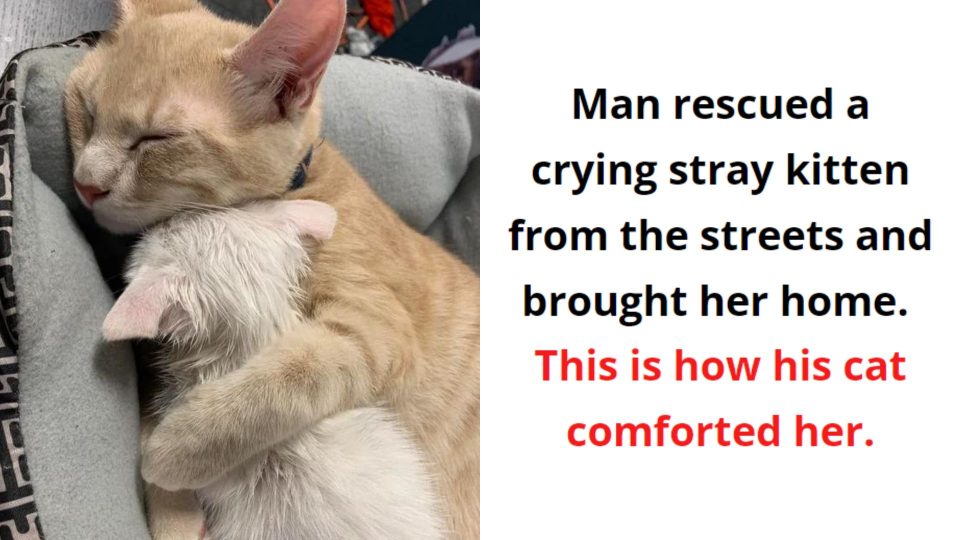 14 Photos Proving That Cats Are Better Than People
