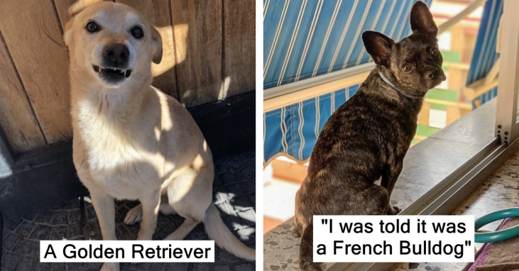 21 People That Were Lied To About Their Pet’s Breed