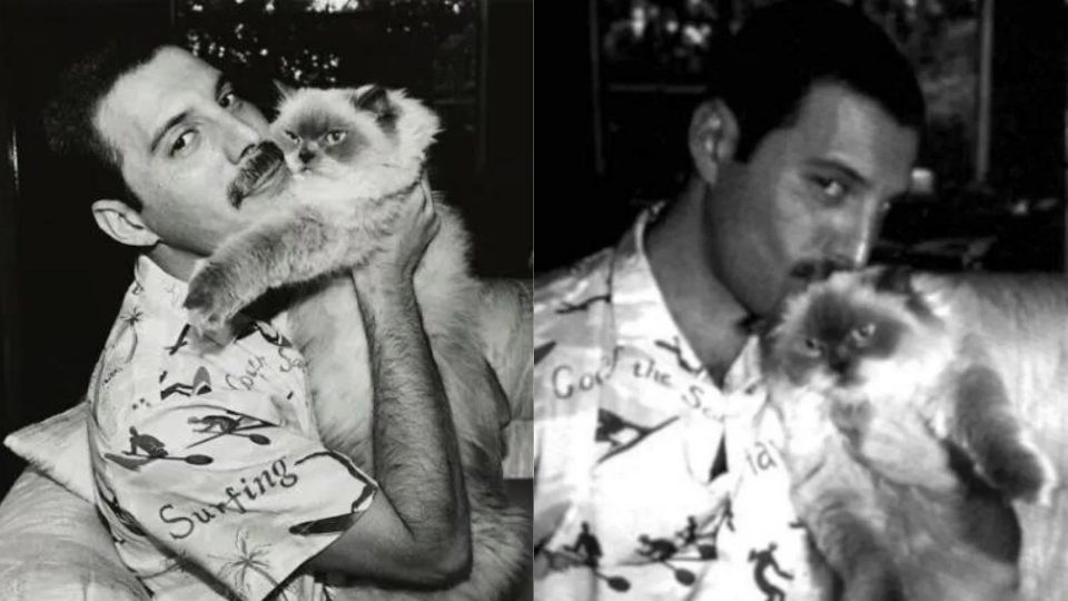 Some Rare Photos Of Freddie Mercury With His Beloved Cats