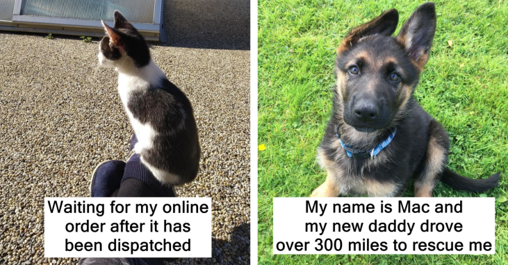 40 Adorable Animals Who Recently Got Rescued And Adopted