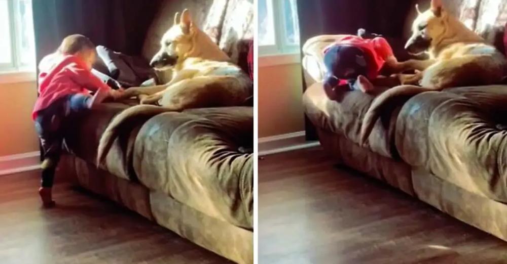 German Shepard Helps Little Girl Climb Onto Couch