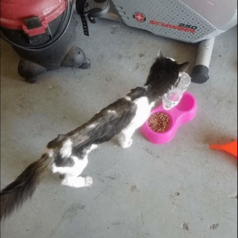 5 Pound Stray Cat Can’t Stop Smiling Now That He’s Found a Place to Call Home! - When I sat the first picture I knew I need to help immediately ” Karyn stated