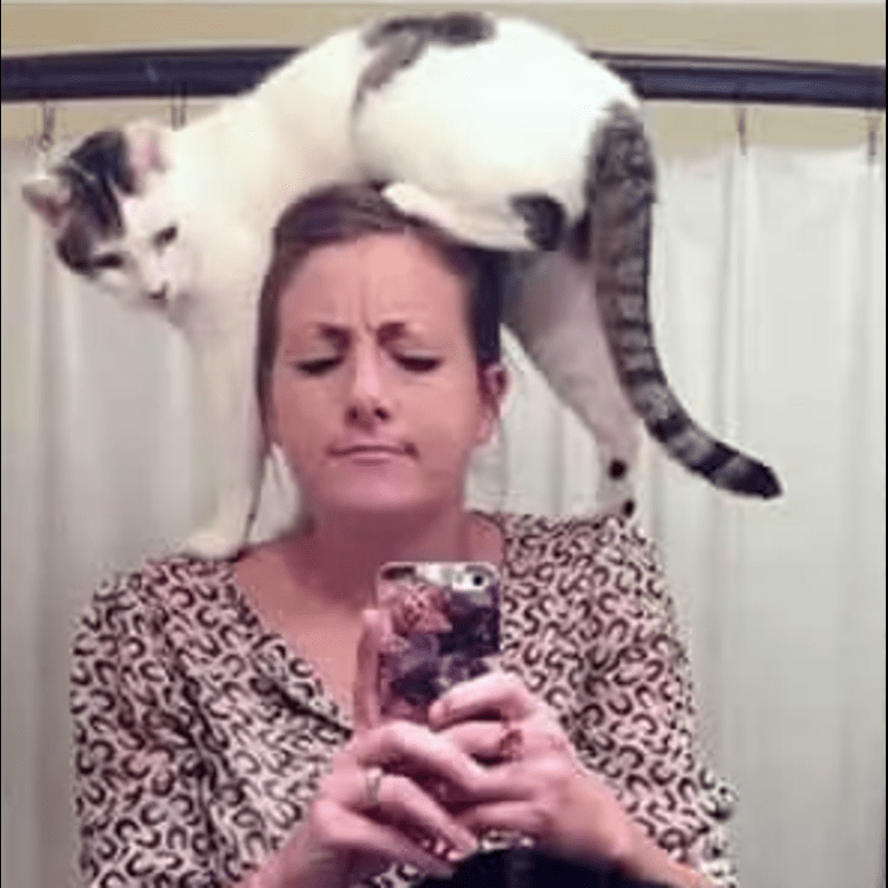 17+ Funny Struggles Only Cat Owners Can Understand! - You may be a cat lover or maybe not, but one thing is for sure – to everybody!