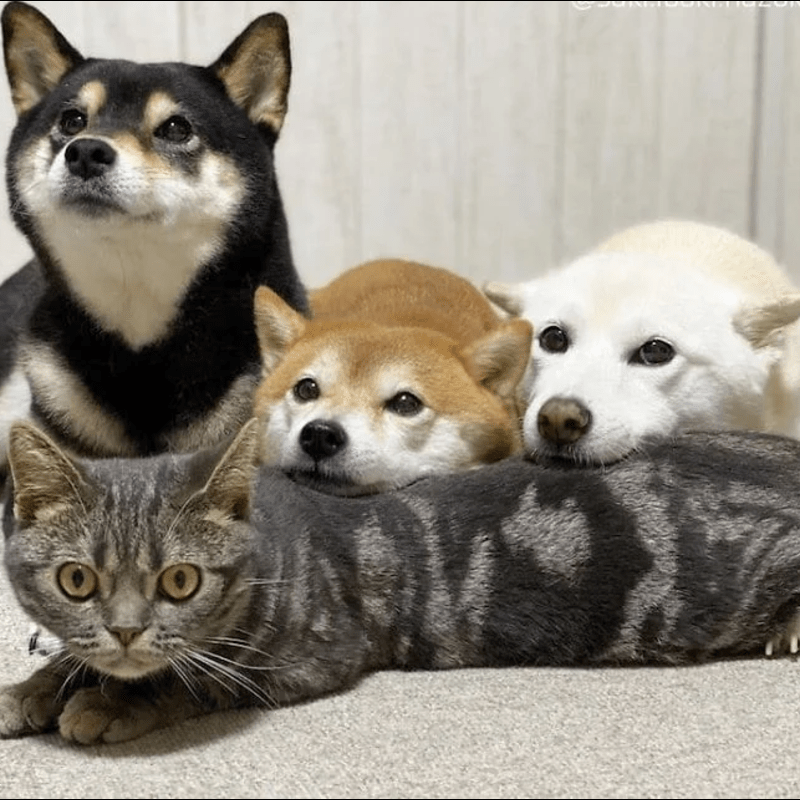 A Cat That Lives with Dogs Doesn’t Realize the Fact that He’s a Cat, Take a look at this cat, While it is so obviously different than its brothers