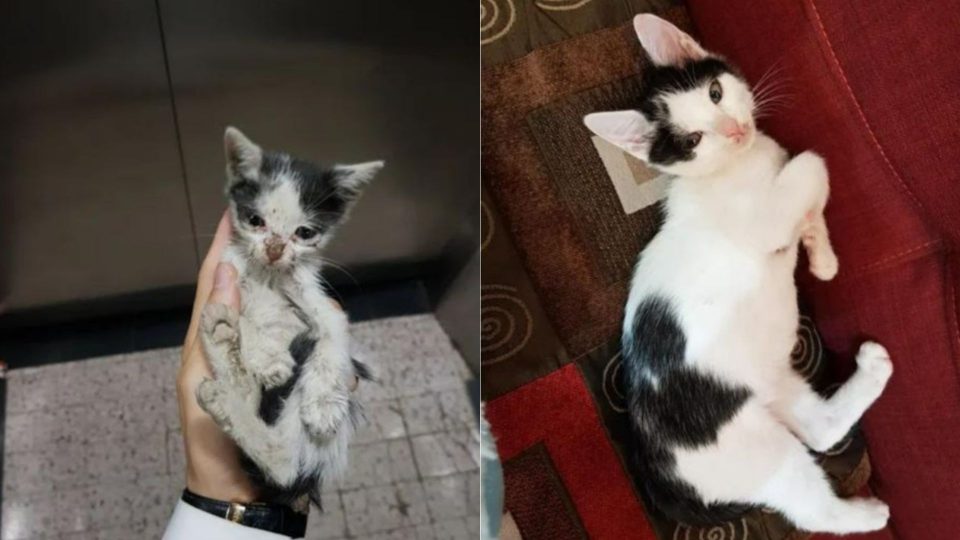 20 Transformations Of Cats Before And After Adoption