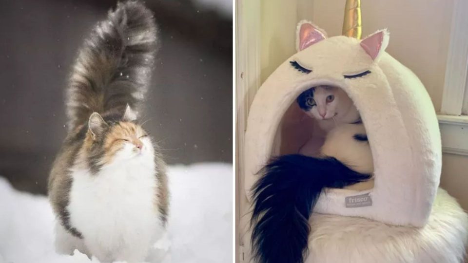 List Of Cats With Gloriously Fluffy Tails