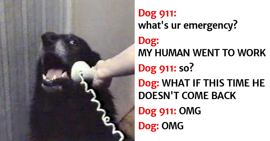 21 Hysterical Reasons Why Dogs Would Call 911, If A Helpline Existed For Doggos