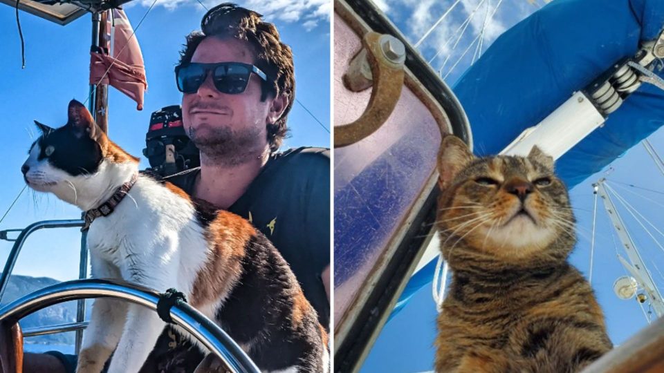 Cats That Are The Captains Of Their Ship