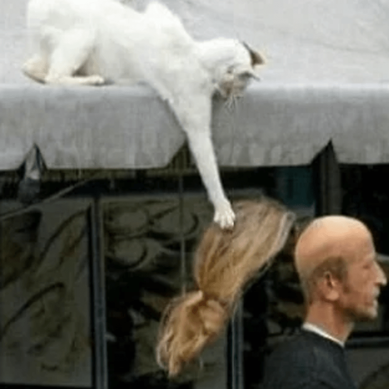 32 Images Proving Cats Are Master Thieves! - One of the things that makes our kitties so adorable is their mischievous sides