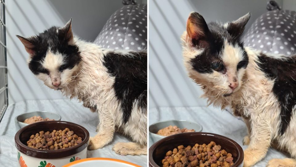 25-Year-Old Cat Reunites With Her Owner And The Joy Is Out Of This World