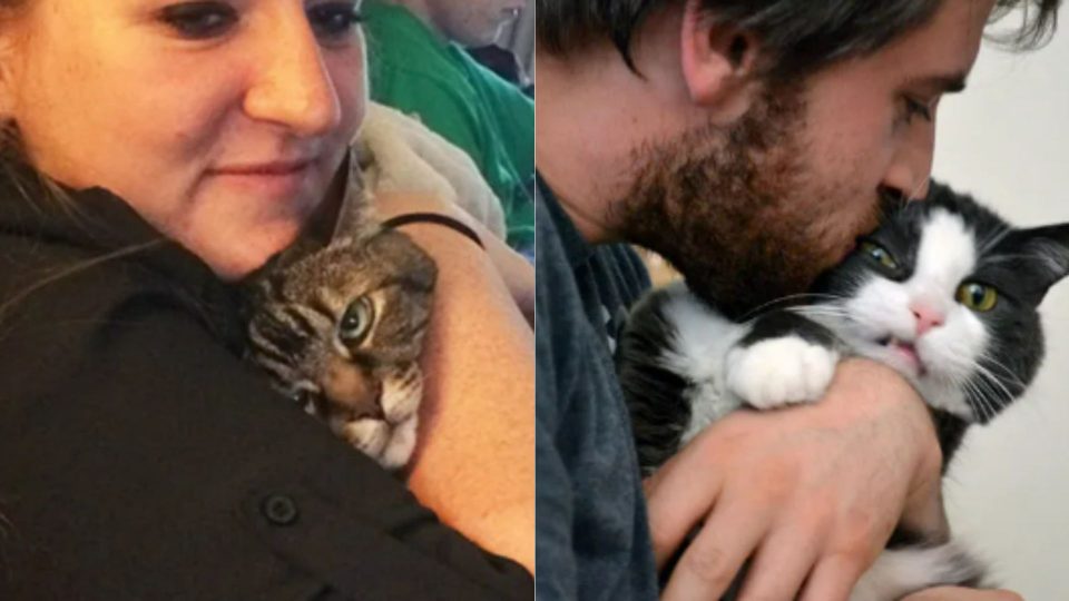 32 Photos Of Cats Who Are Fed Up With Your Love
