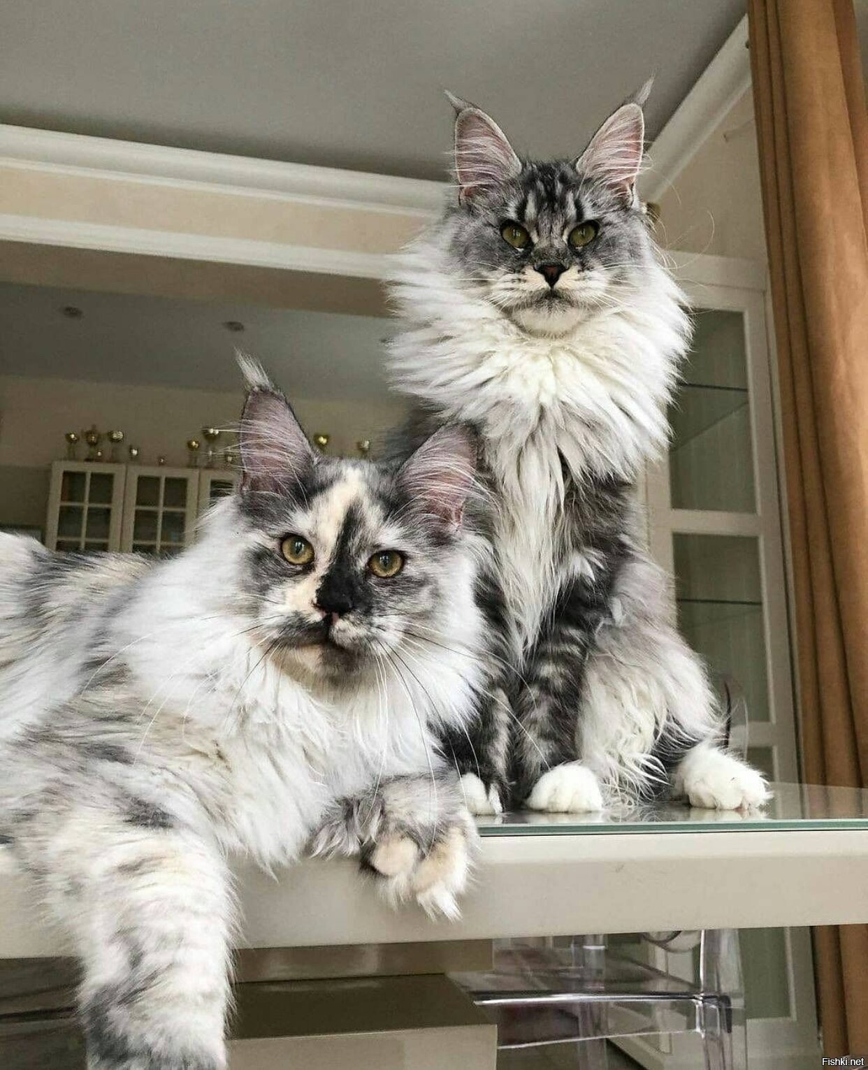 Nala and Thor, the Dynamic Feline Duo Redefining Cat Charisma