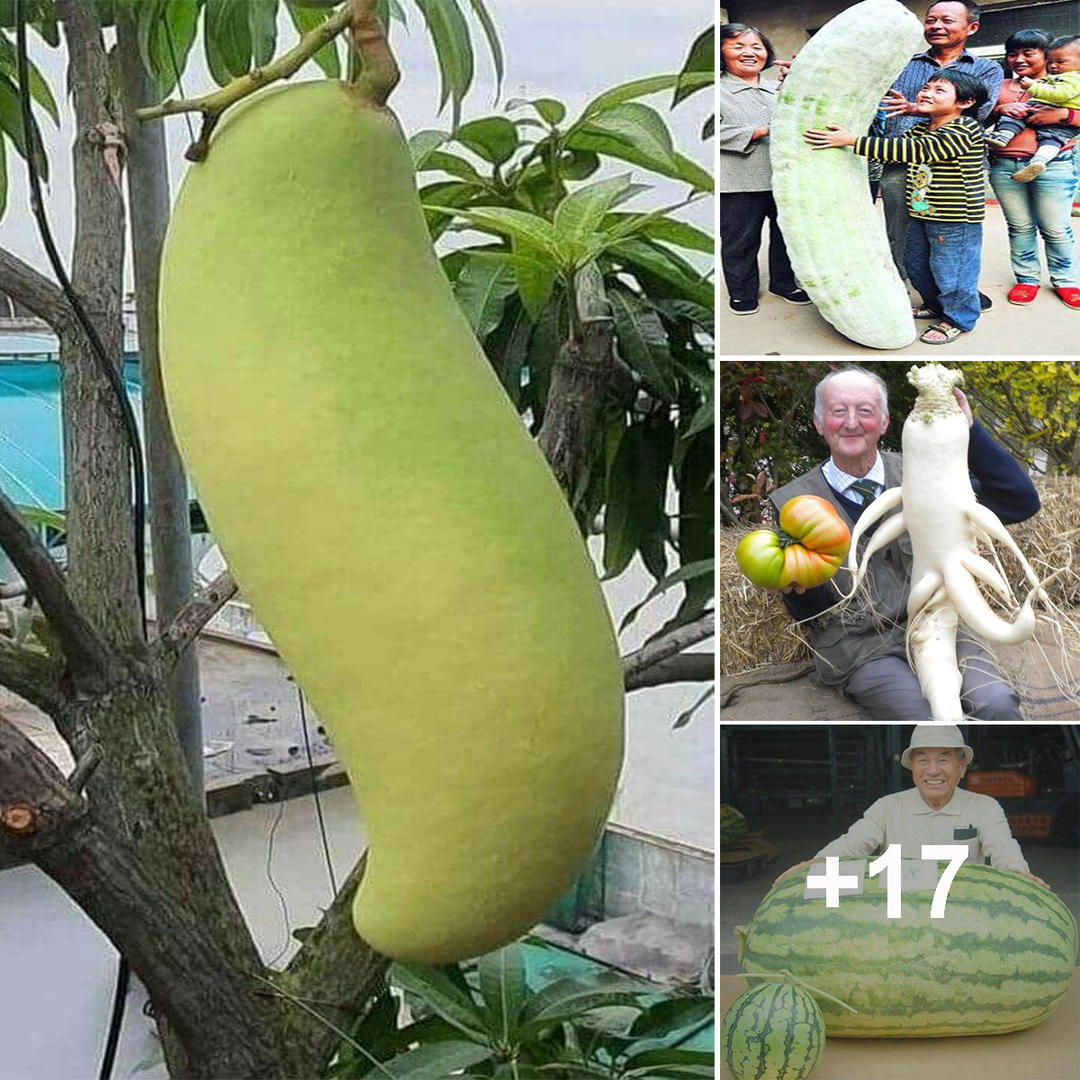 Amazing! These are The strangest sized fruits
