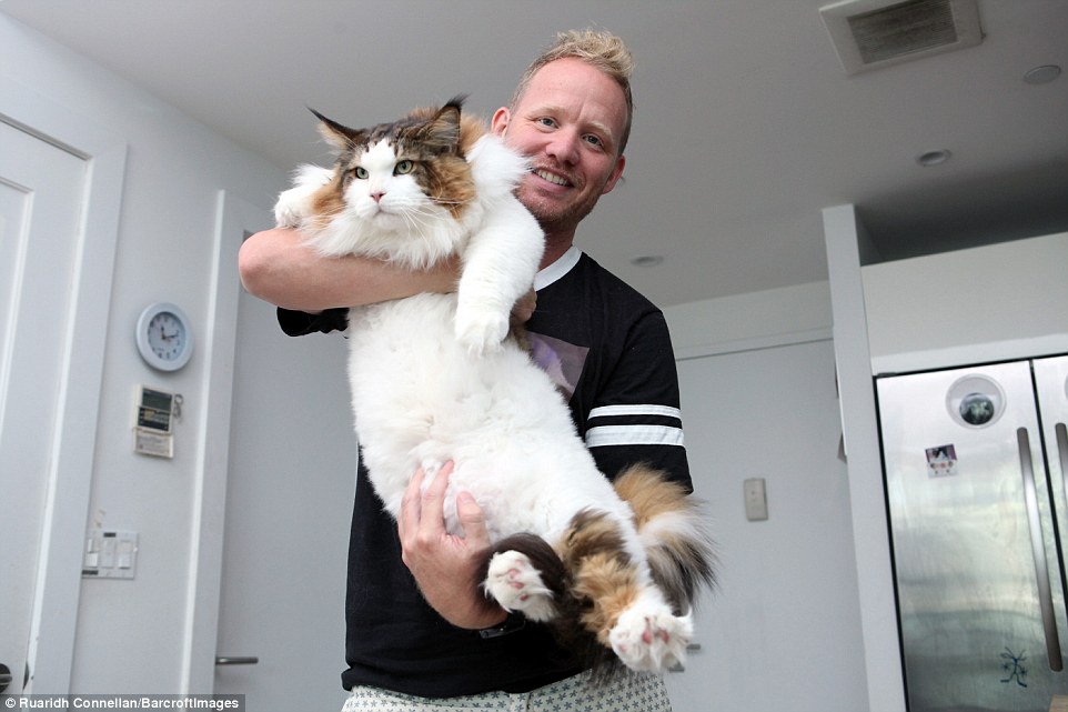 Samson: The Majestic Giant of New York, Dominating with a 28lb Weight and 4ft Length