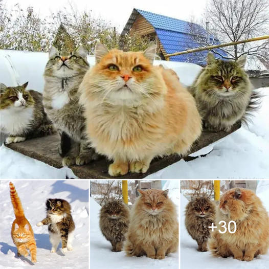 Every winter, Siberian cats fluff up and play in the snow with their human