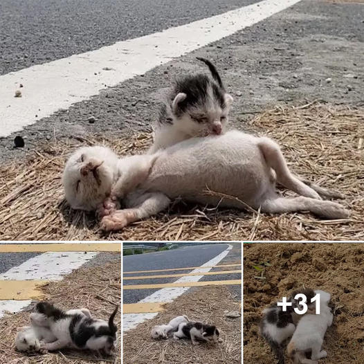 Unforgettable Journey: A Kitten’s Resilience, Brotherhood, and Recovery on a Highway 