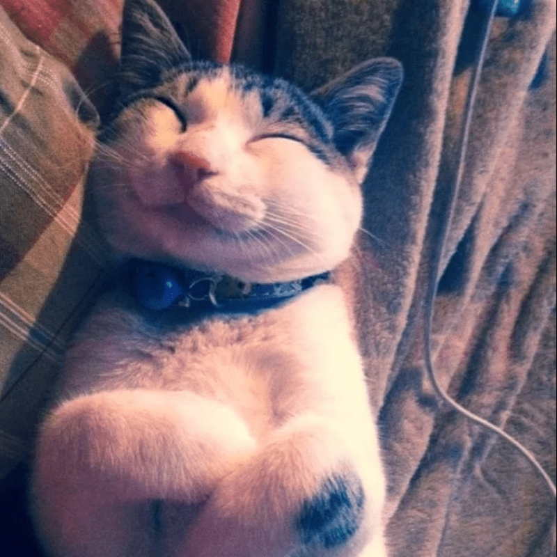 18 Cats Who Literally Waited All Day For You To Get Home - In the gallery with 18 Cats just below, watch just how these cats look when the “slave” is back home!