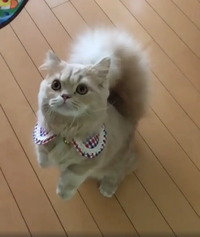 Meet Bell, the cat with a majestic tail that’s drawing attention and admiration from people all around the world