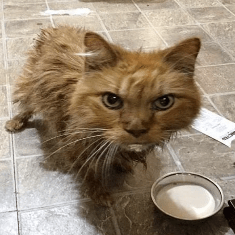 20 Year Old Cat is So Happy to Be Given a Home, He Can’t Stop Purring! - Oswald, which is nearly 100 in human years
