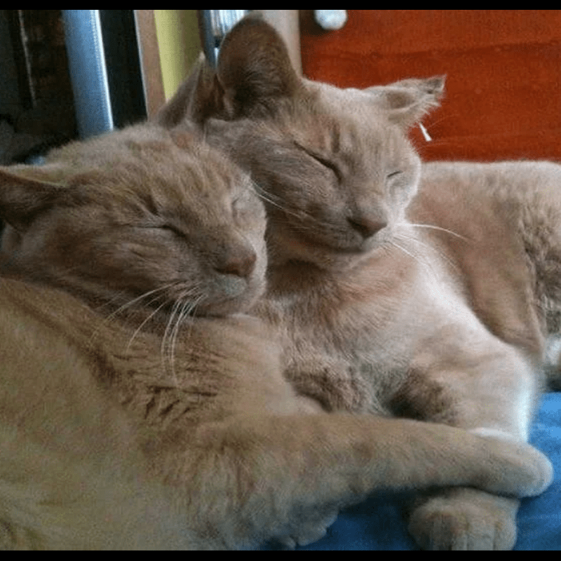 16-Year-Old Cat Reunites with Brother After 3 Years! - About three years ago, a cat was rescued right on the Noah’s Ark