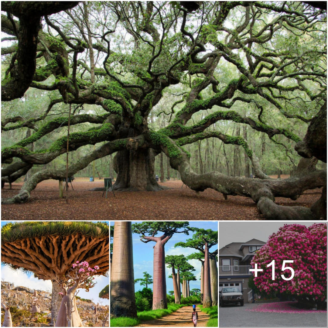 Exploring the World’s 15 Most Astonishingly Beautiful Trees