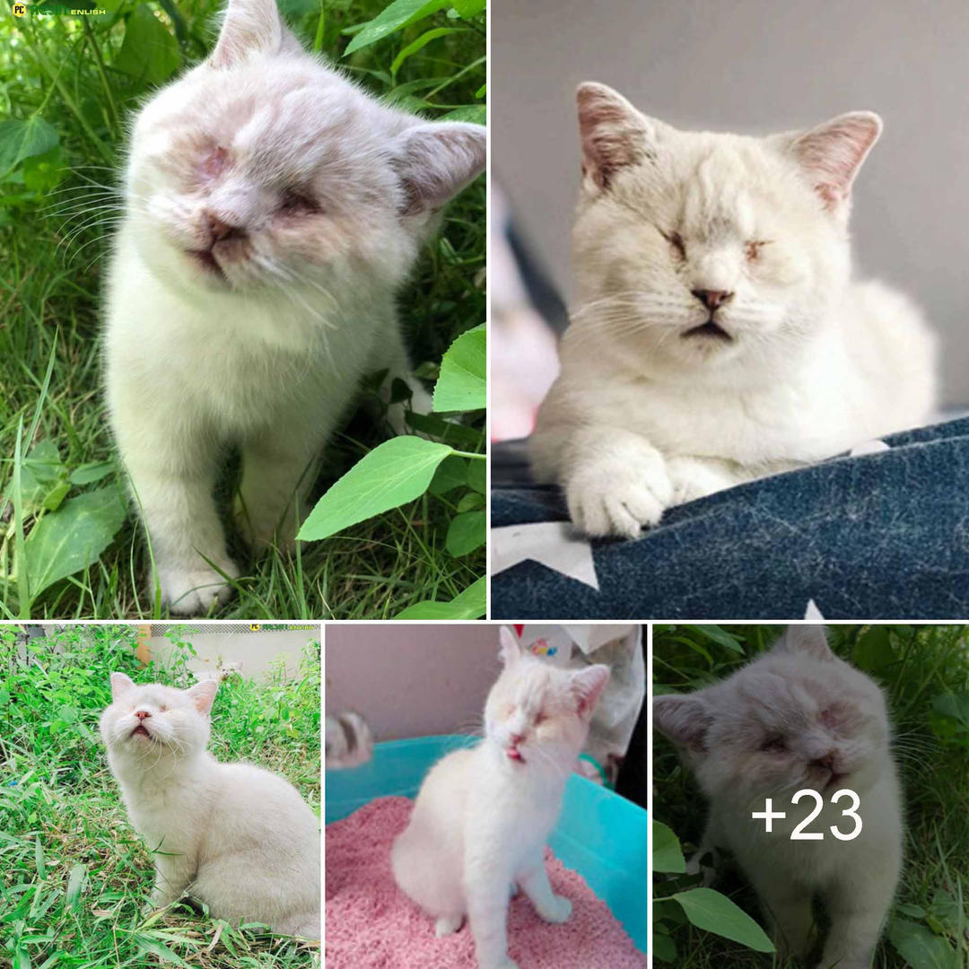 Shadows of Misery: Rescuing the Black-Eyed Cat’s Cry for Help from a Life of Despair