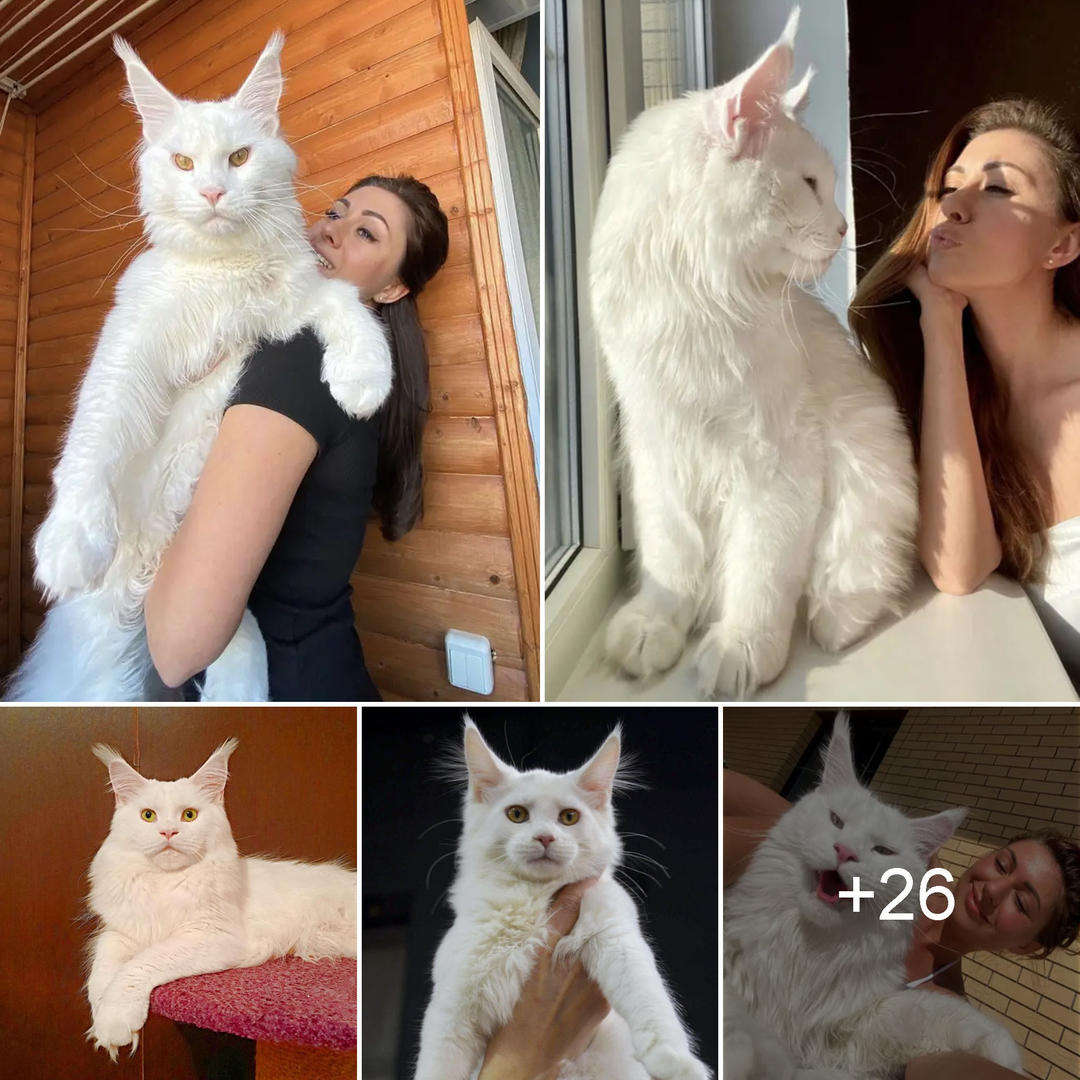 The Giant Feline: Unveiling the Maine Coon Cat That Resembles a Dog, but Captivates with Feline Charm