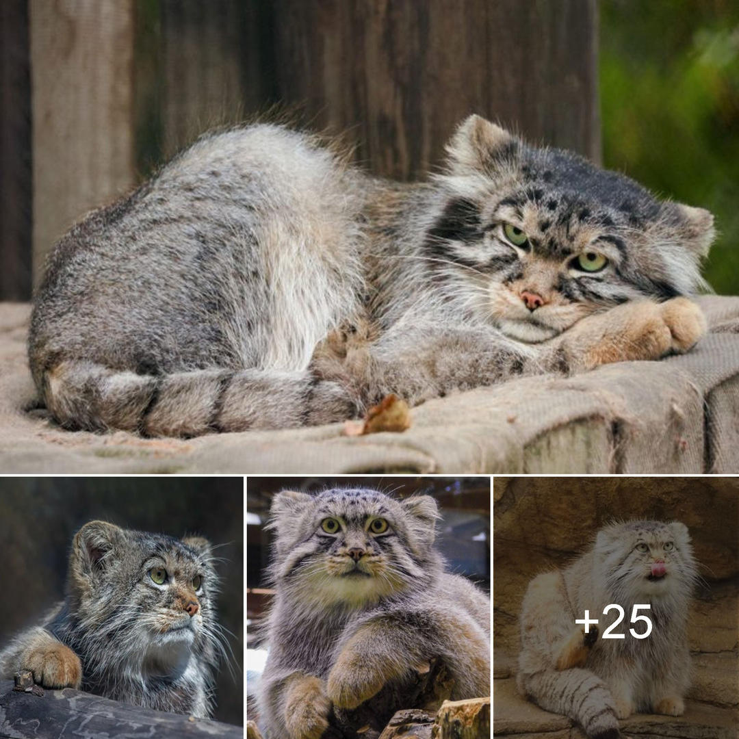 The Pallas Cat: Unveiling the Beauty and Adorableness of a Unique Feline