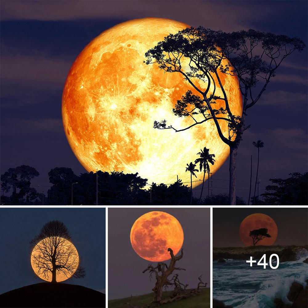 Moonlit Dance: A Ьгeаtһtаkіпɡ Tapestry of Light and Shadow