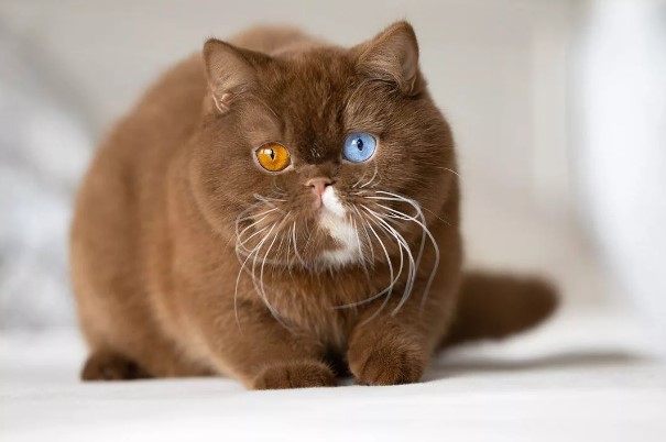 Cub: The Feline Enigma with Bear-Like Mismatched Eyes