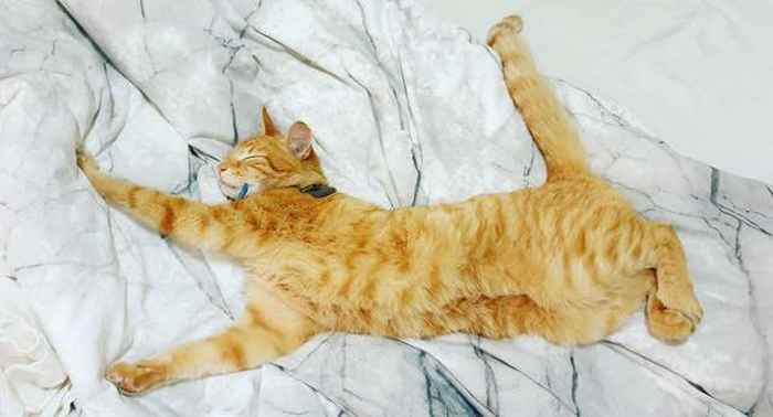 Cat Adopts A Second Family And Regularly Sneaks Into Their House