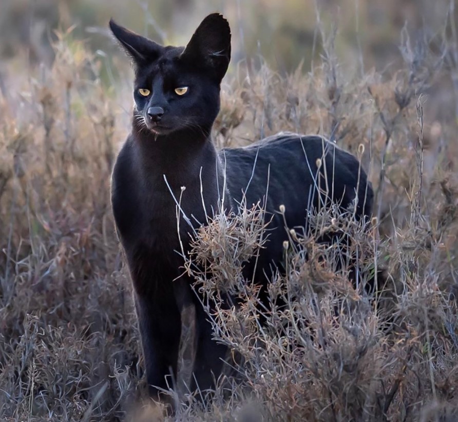 Discover the legendary African black cat with its captivating appearance