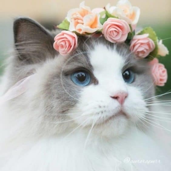 Aurora is going to be your new favorite fluffy royal cat.