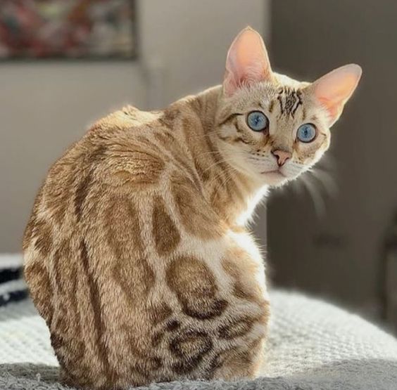 Jerry: The Enchanting Feline with Big Eyes and Unique Pointy Ears, a One-of-a-Kind Companion