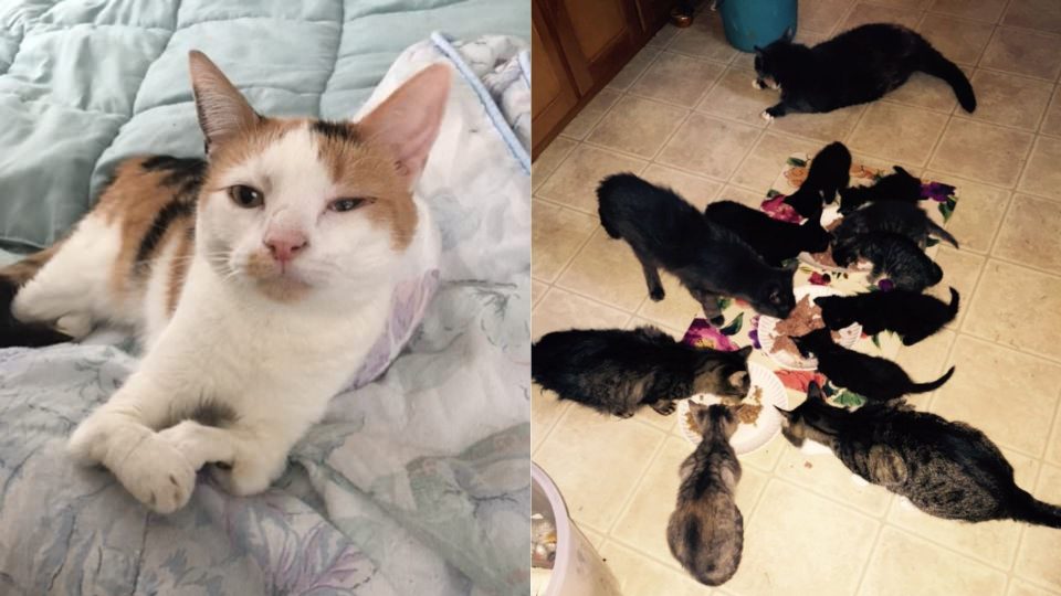 72-Year-Old Woman Dedicated Her Life To Helping Cats With Disabilities
